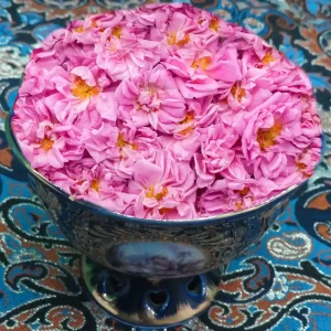 گل محمدی